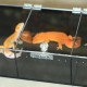 Modern Sleek Design 3-Layer Acrylic Terrarium Customizable Store Display Reptile Enclosure & Amphibian Supplies