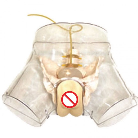 Transparent Female Urethral Catheterization Model