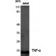 TNF Alpha Polyclonal Antibody